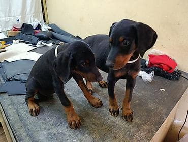 Doberman, Peyvəndli