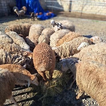 Damazliq 20 qoyun 11 denesi yani balali 8 bogaz cemi 31 dene heyvandi — 2