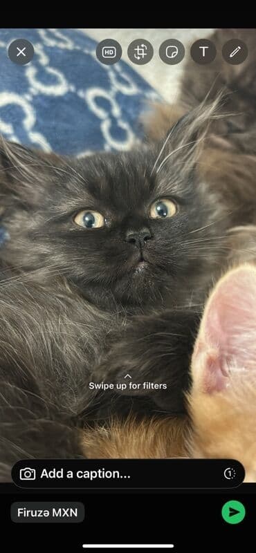 где можно купить котенка: Yaxşı əllərə — 1