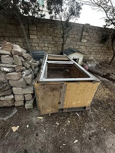 seki torpaq: Meşə zolağına bitişik, geniş həyəti olan bağ evi və sahəsi — 7