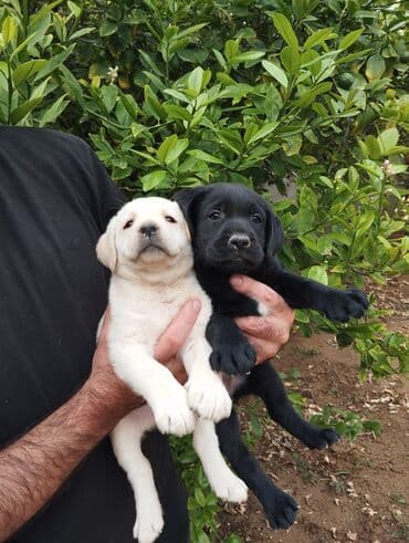 лабрадор: Labrador-retriver, 2 ay, Dişi, Peyvəndli, Ünvandan götürmə — 10