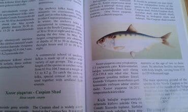 сколько стоит мотоцикл: Müxtəlif kitablar satılır. Biri 40 manat. "Nərəkimilər - dinozavrların — 13