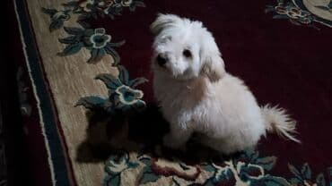 приют для собак баку: Болонка, 6 месяцев, Самец, С прививками, Самовывоз — 2