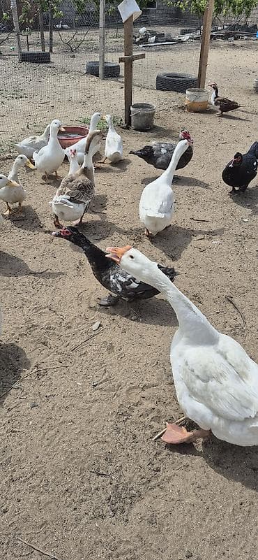 Musk ördəkləri (indo ducks) – müxtəlif rənglərdə - Növlər: musk/indo — 9
