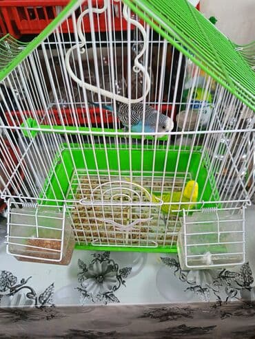 кольчатый попугай цена: Boyaqlı dimdikli dalğıc (dalğalı) tutuquşular və qəfəs dəsti - Qəfəs — 1