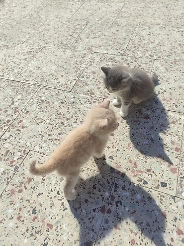 Pişiklər: Yaxşı əllərə — 6