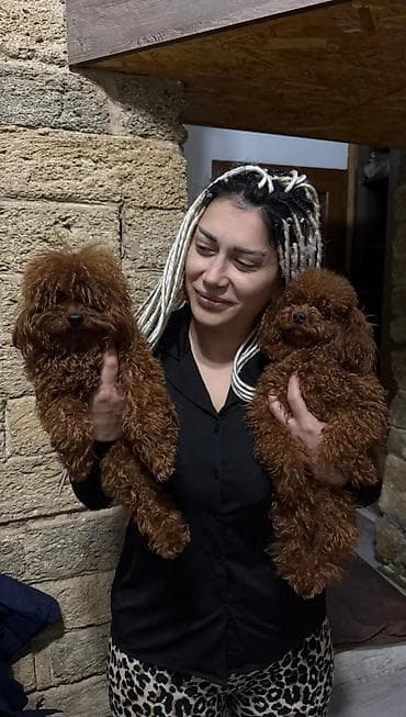 heyvan: 2 ay, Dişi, Peyvəndli, Ödənişli çatdırılma — 7