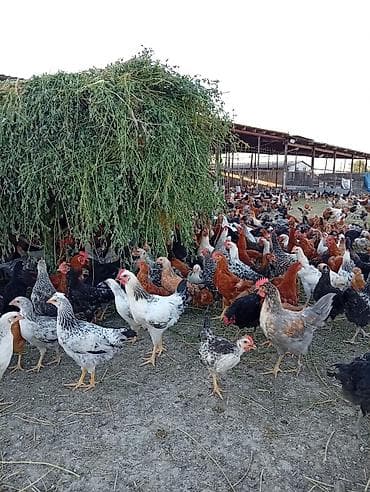 cuce: Toyuq, Damazlıq — 1