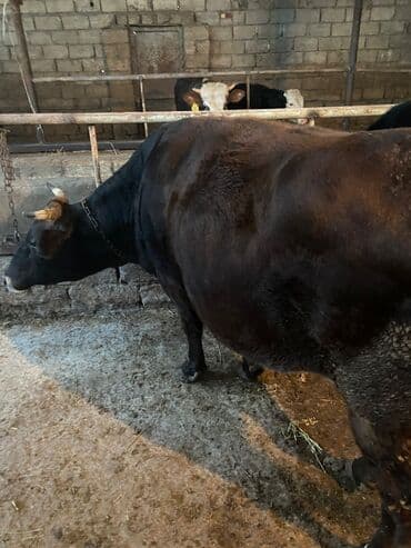 satiliq inekler: Ünvan məhəmmədi kök maldı — 2