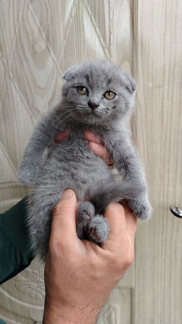 сколько стоит вислоухий кот: Шотладская вислоухая — 1