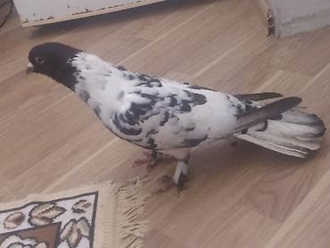 Qara-ağ naxışlı göyərçin - Rəng: baş və boyun hissəsi dərin qara