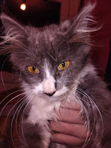 Gəmiricilər: Meyn-kun, Erkək, Yaxşı əllərə — 5