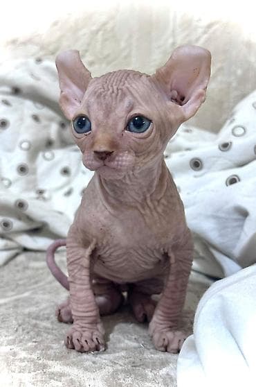 Sfinks, Erkək lalafo.az -da Sfinks, Erkək