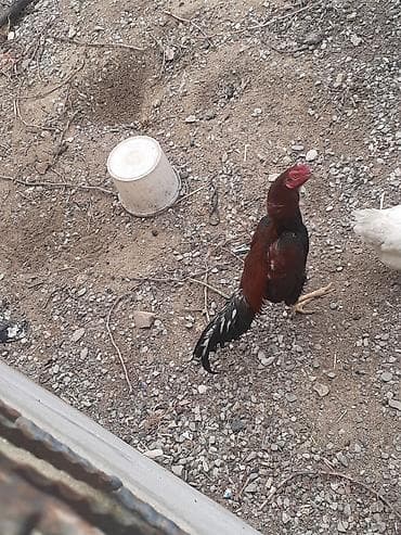 it damları: Cins xoruz – uzunboylu, atletik quruluşlu. Tük rəngi qırmızı-qara — 2