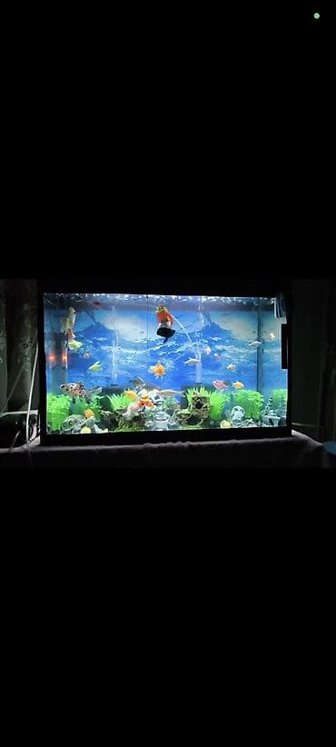 akvarium baliq adlari: Dördbucaq akvarium, Boş, 96 l, Ünvandan götürmə — 1