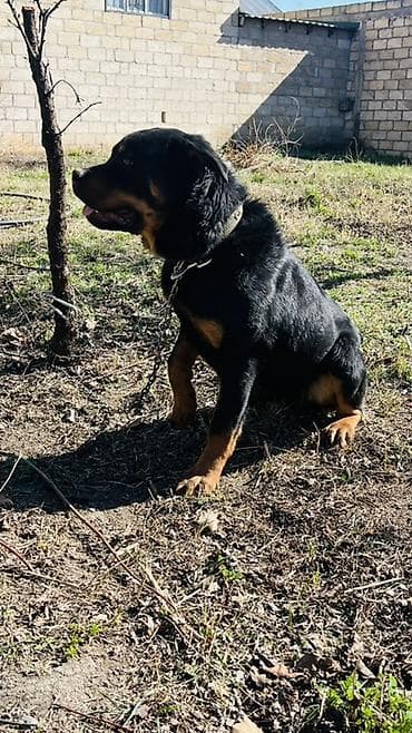 dişi xaski: Rotveyler, 7 ay, Erkek, Ünvandan götürmə — 4