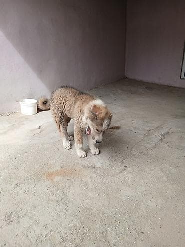 ağ quyruq: 2 ay, Erkek, Ünvandan götürmə — 3