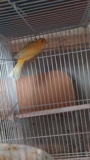 Чай, кофе, напитки: Sarı kanareyka Bül Bül Erkek 1 yasi var oxuyur Erkek artig oldugu — 3