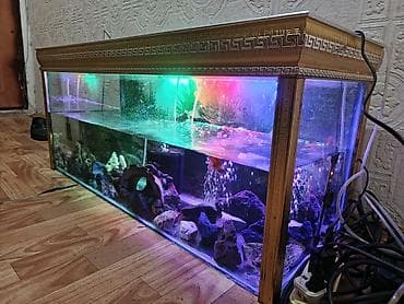 akvaryum: Akvaryum seliqəli halda uzunu 93 eni 33 hun 44 boş akvarium 60 AZN — 1