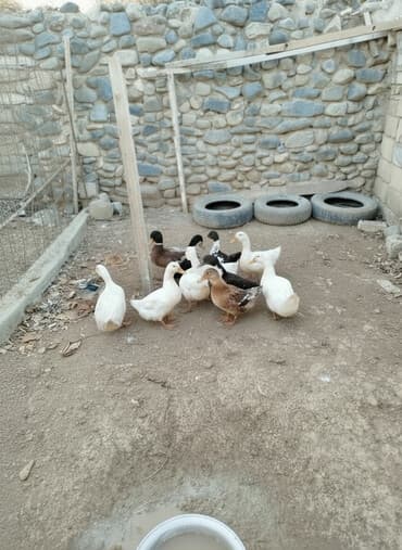 bala ordək: 12edee səsli ordey 15 m biri — 2