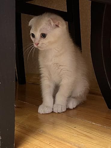 sinsilla pisik: Şotland yastı qulaq, Erkək — 4