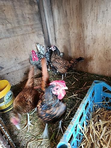 yumurt: Məhsul: Ev toyuğu yumurtaları Təsvir: - Təbii şəraitdə saxlanılan — 6