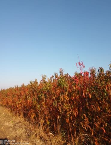 kağız doğrayan aparat: Meyvə tingləri satışdadır və sağlam zəmanətli sifariş verə bilərsiz — 6