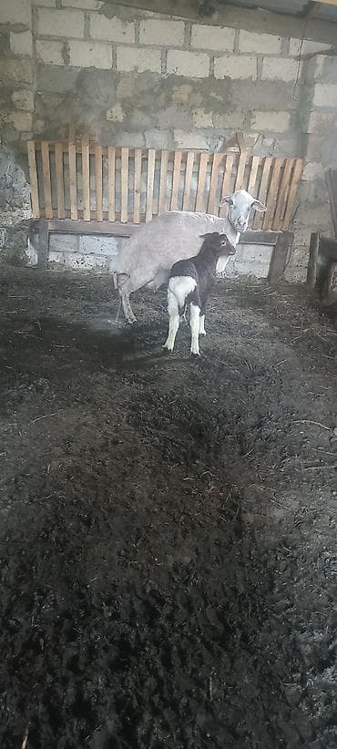 keci satışı: Tam sağlam heyvanlardı bala dişidi 10 günlükdü qoyunun dişləri hamsı — 4