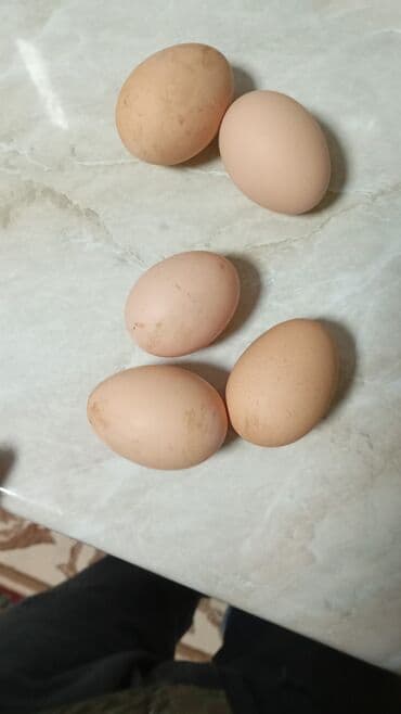 Təbii toyuq yumurtası - Ölçü: orta-böyük (şəkillərdə əllə ölçü lalafo.az -da Təbii toyuq yumurtası - Ölçü: orta-böyük (şəkillərdə əllə ölçü