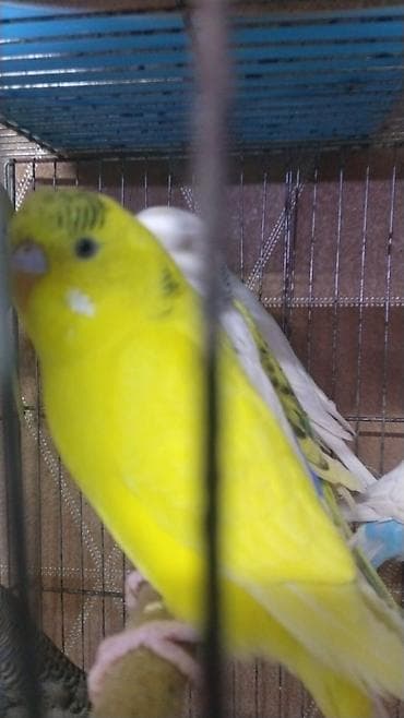 Qefes qarisiq yuvasi hazir cut 60 azn yalniz zeng