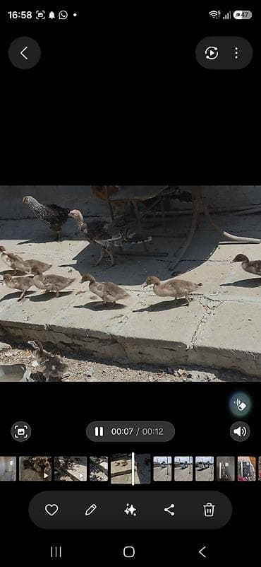 bala kirpi: Ördək balaları 1 aylq 1heftelik. Balaların arasında qara, sarı və — 3