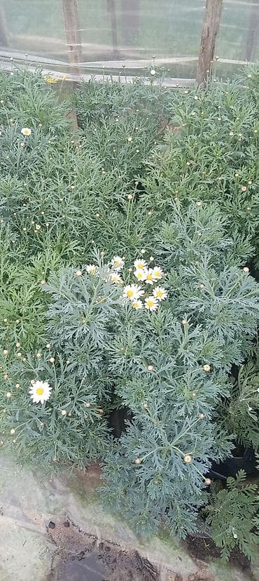 nişan gulu: Papatya gülləri — 2