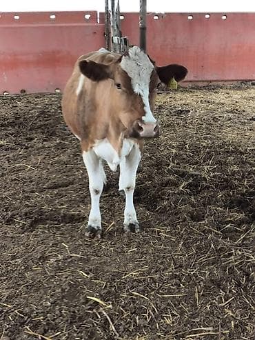 simental inekler: 20 litir südü var balaaiz satilir 1ci qarin dogub cox sakit heyvandir — 1