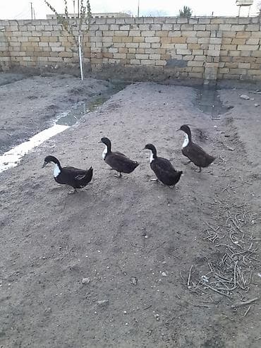 ordək: Salam lal və səsli ördəklər təmizlənmiş və diri satılır.1kq-10m — 4