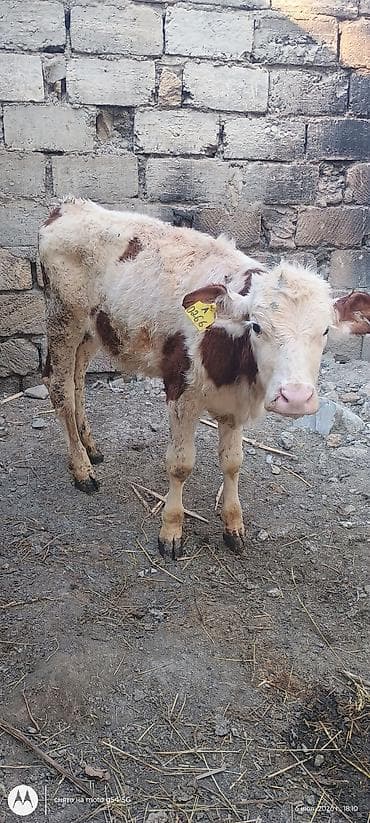 mal bazarı: Dana, buzov, Dişi, Simental, ay: 1, 80 kq, Ətlik, Damazlıq, Südlük — 2