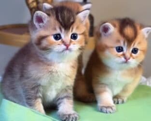 pişiklər bala: Britan, Erkək, Yaxşı əllərə, Ünvandan götürmə — 2