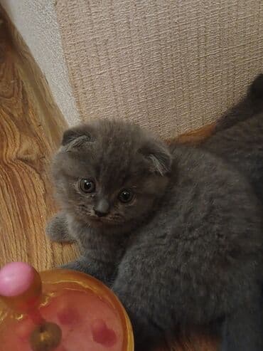 вислоухие коты серые: Шотладская вислоухая — 3