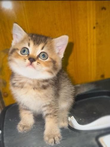 sirin pisik sekilleri: Qızıl şinşilla — 7