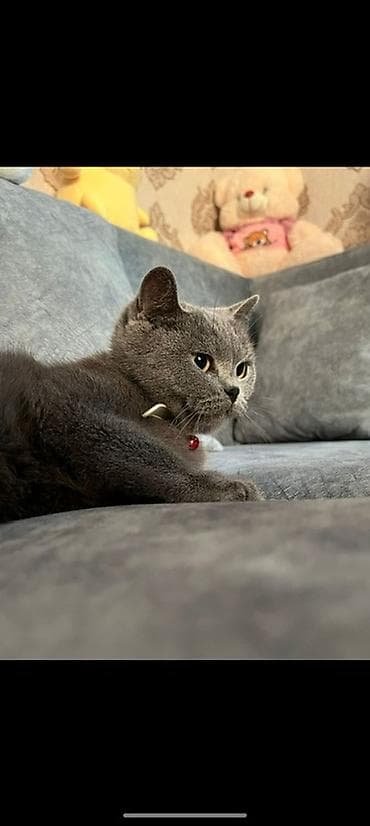 dişi quzu: Britan, Dişi — 3