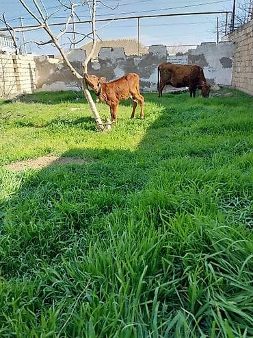 Hinduşkalar: Bala 15 gun du olub Ana 10 litir sud verir unvan baki — 1