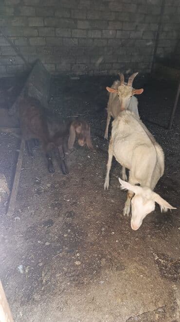 cins ineklerin qiymeti: Məhsul: Keçilər satılır boğaz keçilər sudlü heyvanlardı Qiymət: 400 — 13