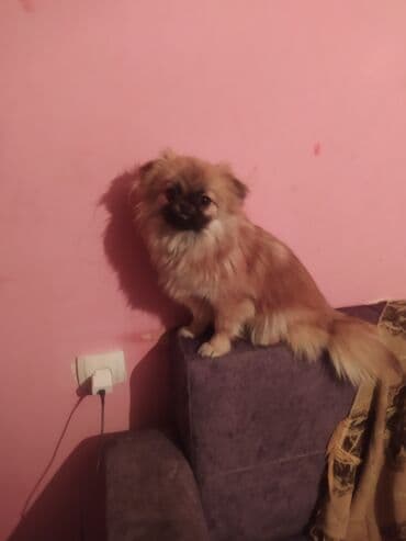 Pekines, 7 ay, Dişi, Peyvəndli, Ünvandan götürmə