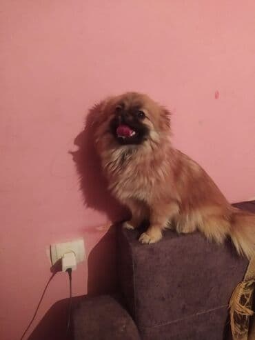 Pekines, 7 ay, Dişi, Peyvəndli, Ünvandan götürmə lalafo.az -da Pekines, 7 ay, Dişi, Peyvəndli, Ünvandan götürmə
