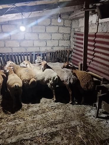 qara mal: Qoyunlar, qoçlar — 4
