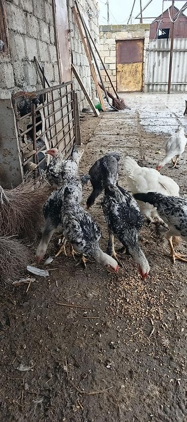 erkəy danalar: Toyuq cücələri, Damazlıq — 9