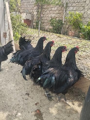 Toyuq, Australorp, Damazlıq, Ünvandan götürmə