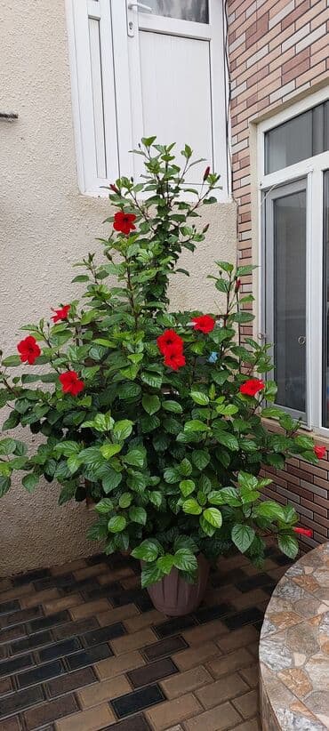qırmızı gül şəkilləri: Qırmızı Hibiskus (Çin qızılgülü) – iri dibçəkdə, bol çiçəkli dekorativ — 9