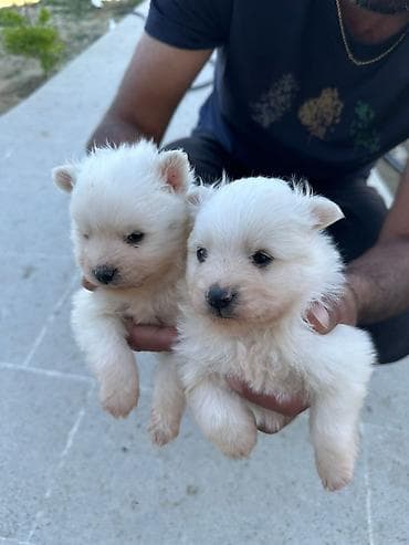 pudel itleri: Şpitz, 1 ay, Erkek, Peyvəndli, Ödənişli çatdırılma — 2