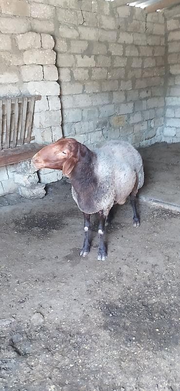 it adlari qiz: Qala cinsi Erkek 2 yaş 4 ayliqdi qizgin erkekdi sürmeyi süperdi — 4