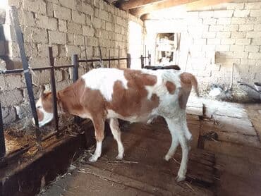 cins ineklerin satisi 2018: 3 dene disi dana 2 si her biri 900 den 1 i 1100 den simental . qara — 5